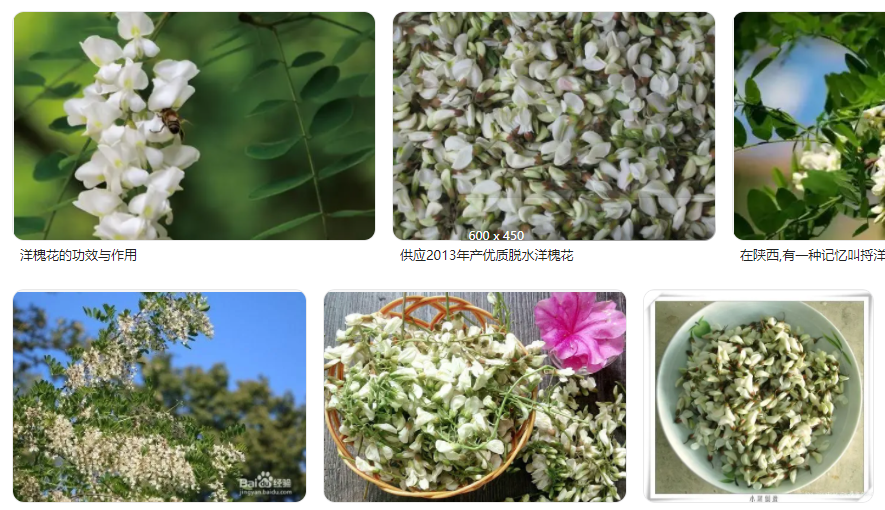洋槐花的功效与禁忌