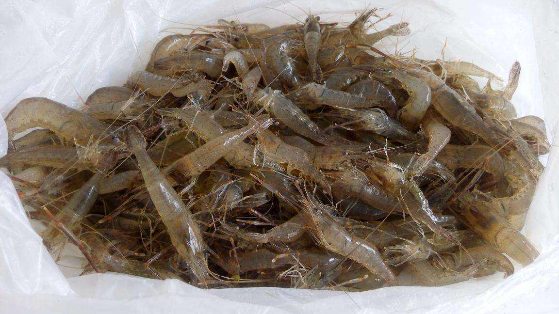 海虾和淡水虾哪个营养高