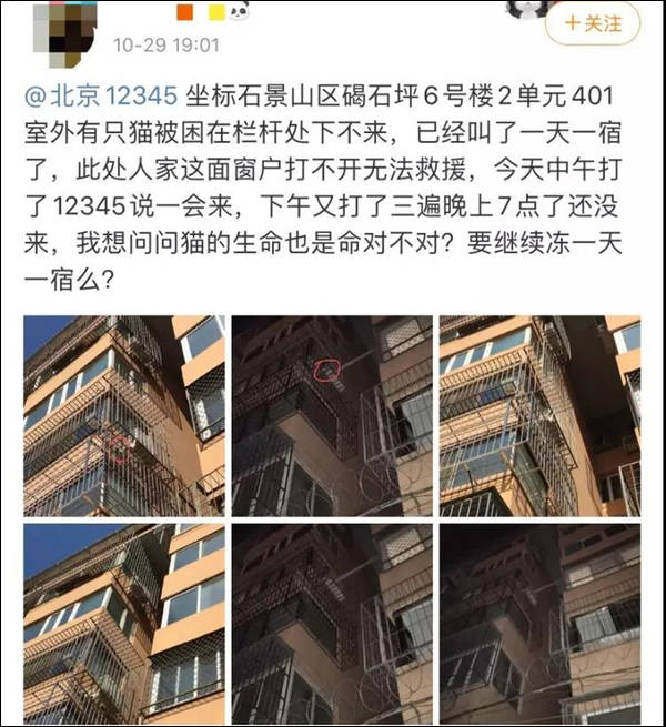 消防该不该救流浪猫不应该成为问题