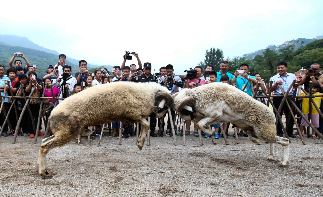徐州伏羊节图片图片