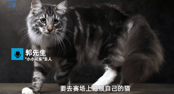 名贵猫王后代医院体检被误做绝育 Nba98篮球网