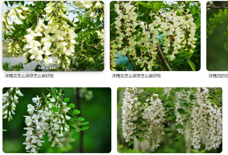 洋槐花的功效与吃法