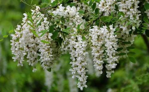 什么是洋槐花好不好