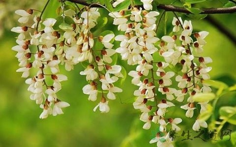 洋槐花什么人不能吃禁忌