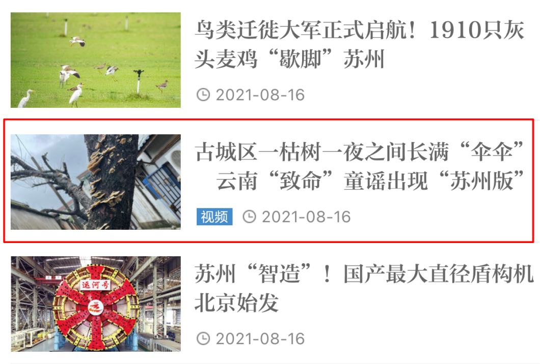 姑苏区枯树长出了“红舌头”！是菜？是毒？我们去破了一个案