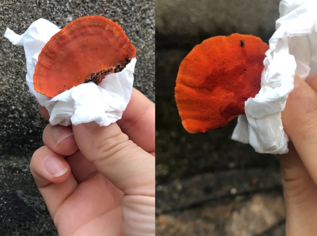 姑苏区枯树长出了“红舌头”！是菜？是毒？我们去破了一个案