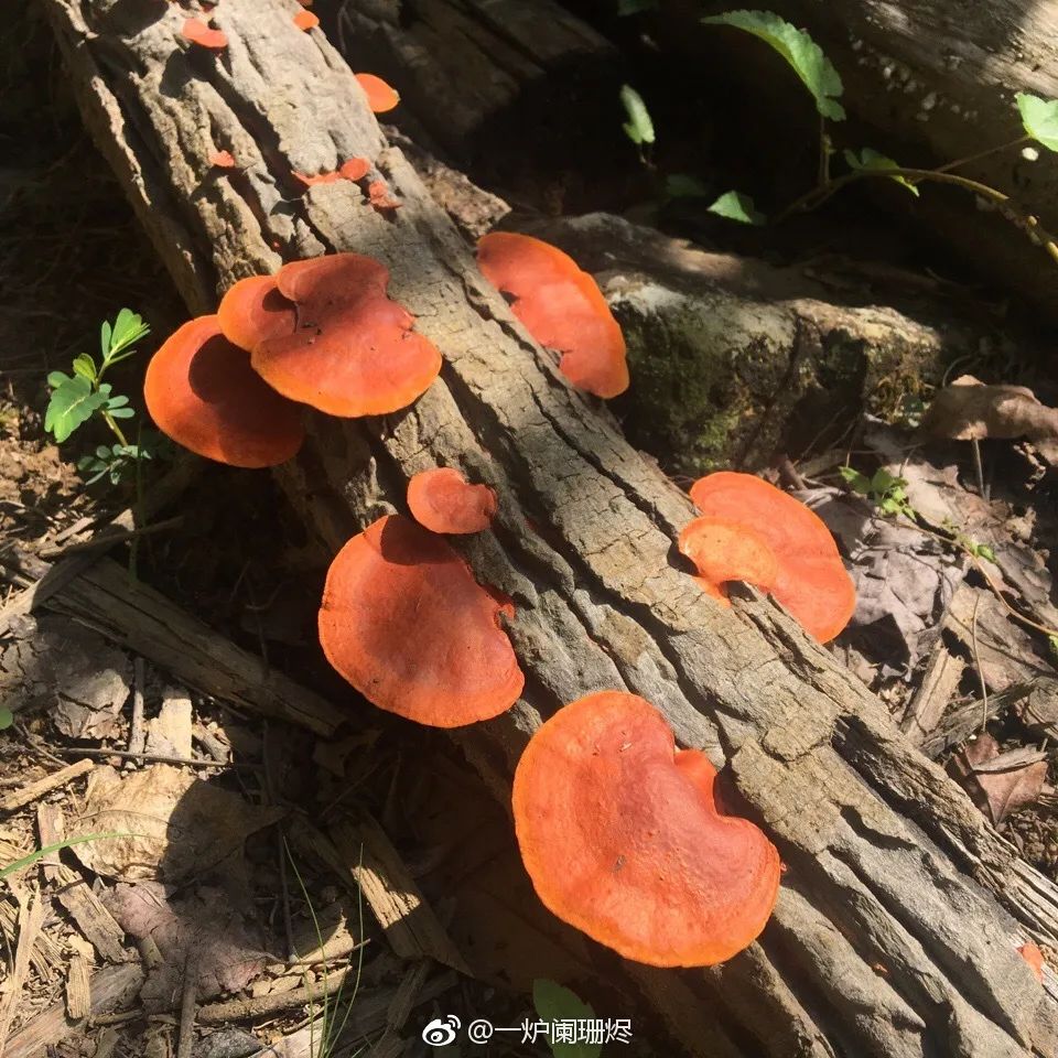 姑苏区枯树长出了“红舌头”！是菜？是毒？我们去破了一个案