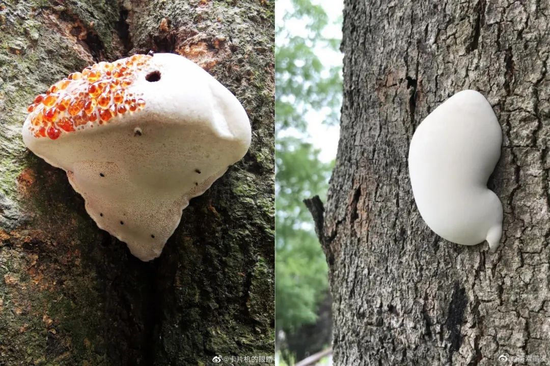 姑苏区枯树长出了“红舌头”！是菜？是毒？我们去破了一个案