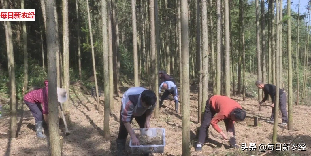 疫情后的湖南,为何黄精种植突然大火?