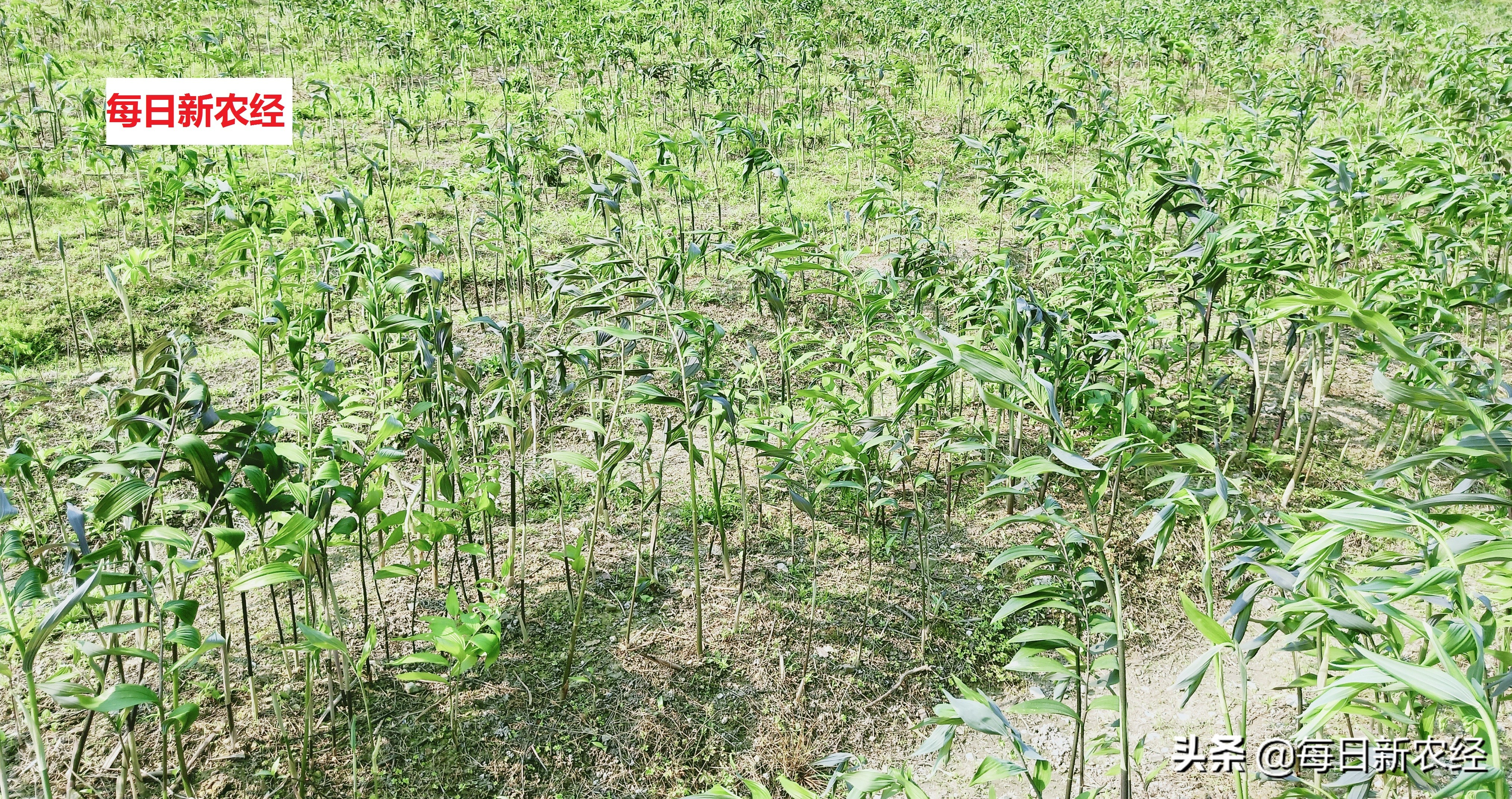 疫情后的湖南,为何黄精种植突然大火?