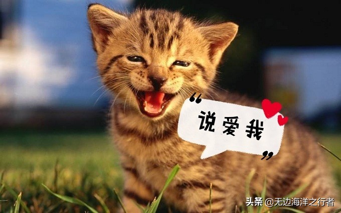 食材小科普：黑枸杞泡水（茶）后是什么颜色最好？