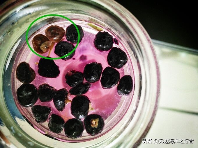 食材小科普：黑枸杞泡水（茶）后是什么颜色最好？