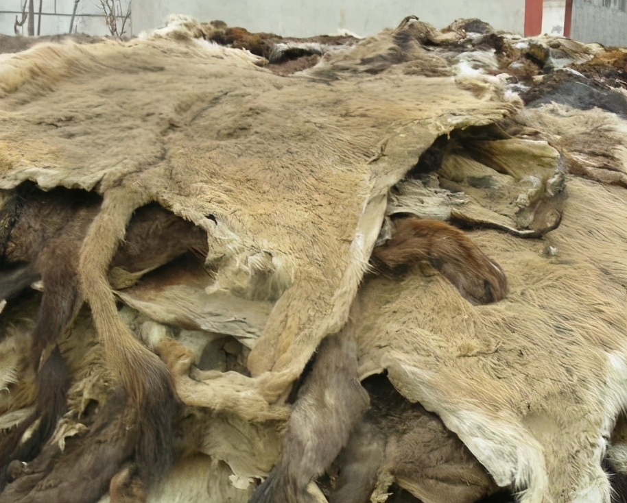 一年200万张驴皮制作阿胶，中药让多少野生动物濒临灭绝？