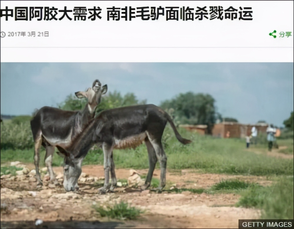 一年200万张驴皮制作阿胶，中药让多少野生动物濒临灭绝？