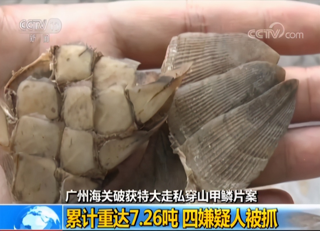 一年200万张驴皮制作阿胶，中药让多少野生动物濒临灭绝？
