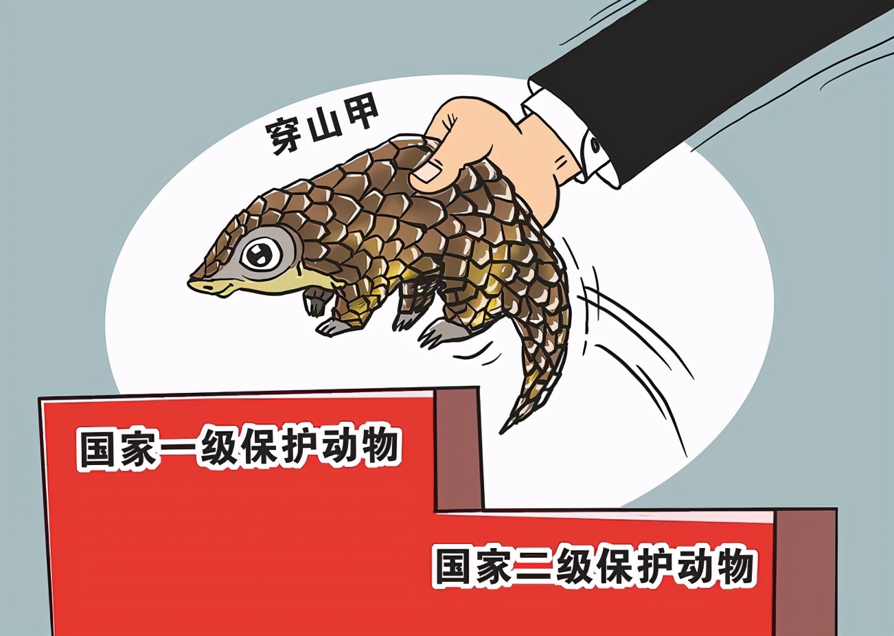 一年200万张驴皮制作阿胶，中药让多少野生动物濒临灭绝？