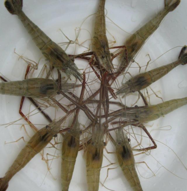 海虾和河虾的区别是什么?记住4点,分清海虾和河虾,别再买错了