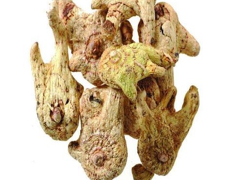 《本草精荟》:收敛止血:白及的功效与应用