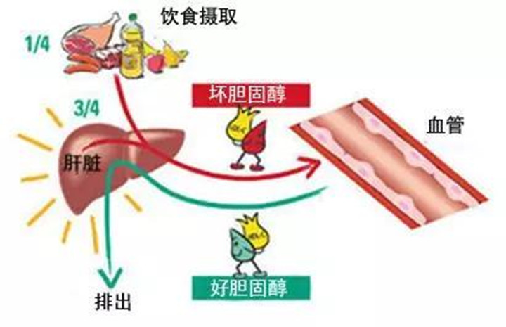 吃蛋会导致胆固醇过高吗?一天能吃几颗?