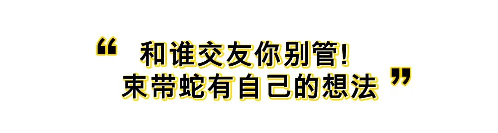 冷血动物莫得感情？蛇摇了摇头