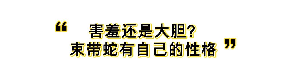 冷血动物莫得感情？蛇摇了摇头