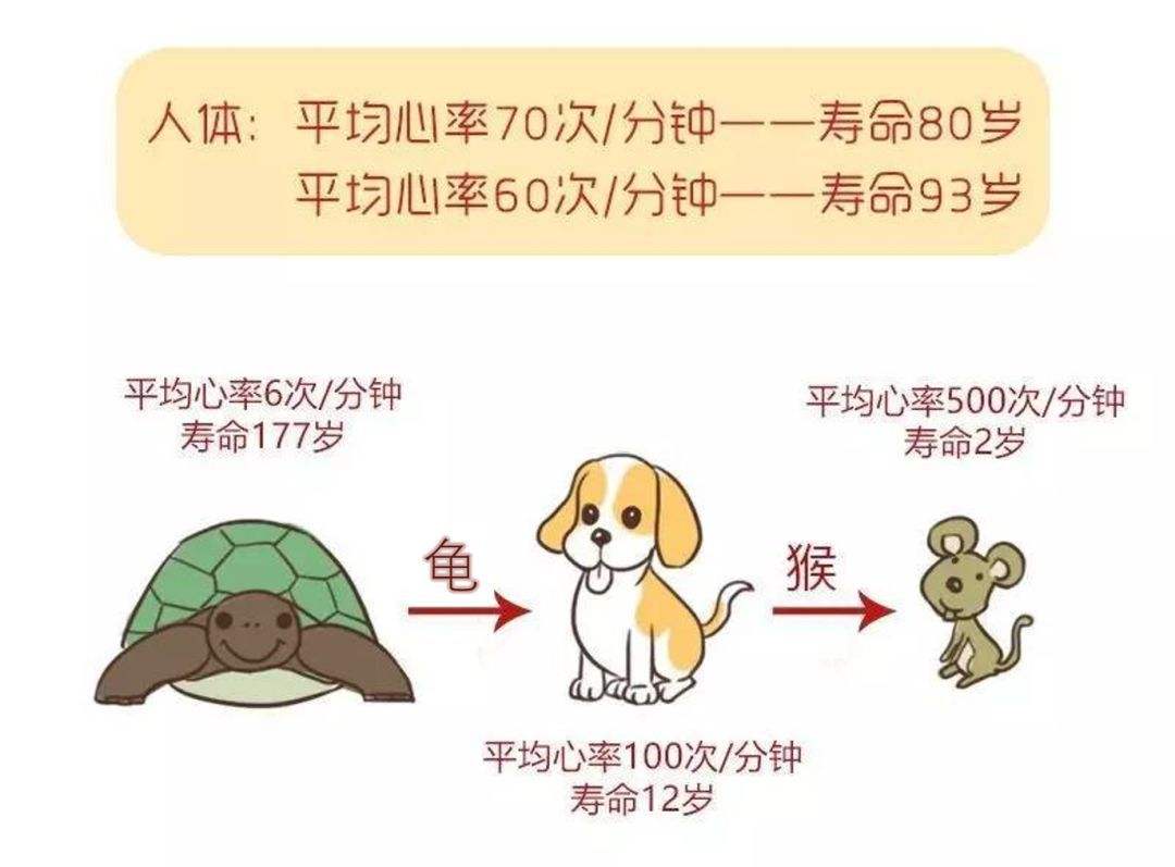 静息心率大于80次的人寿命短!让心率放缓,可从这几方面入手