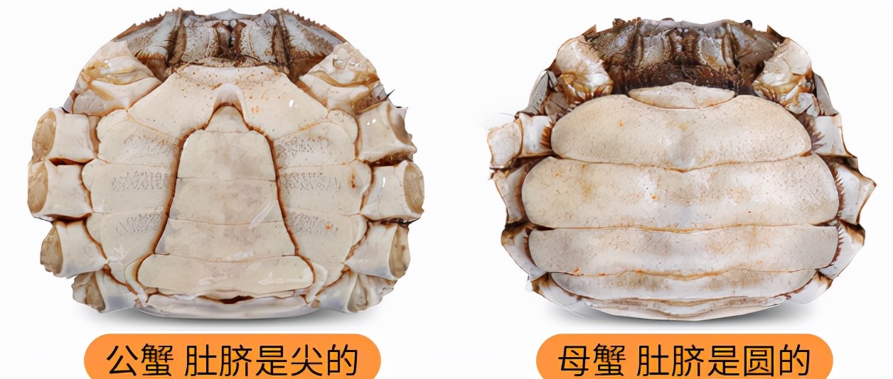 吃蟹的季节怎么区分公母蟹