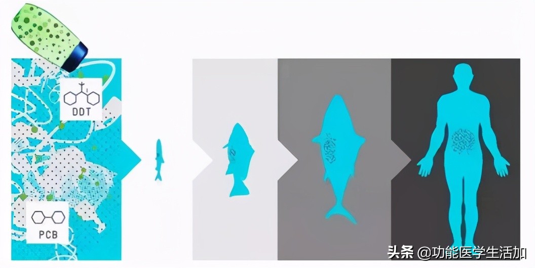 “塑料微粒”以各种方式被我们所吞食！对健康的危害已不容忽视