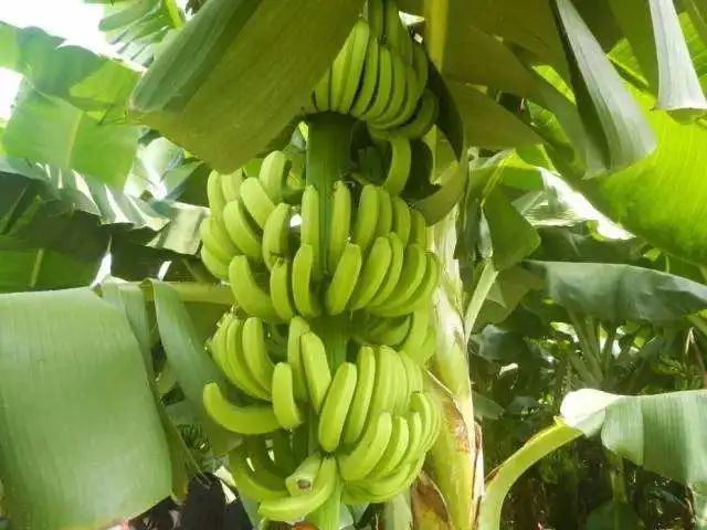 「健康新知」香蕉不能和这8种食物一起吃？