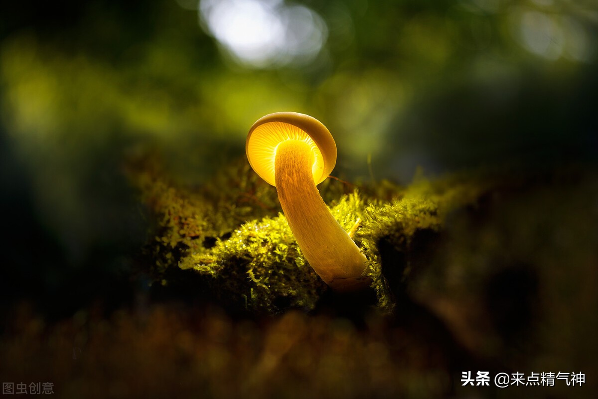 舌头特别红，动不动还会扁桃体肿大、发烧：心实火的人宜如何调治