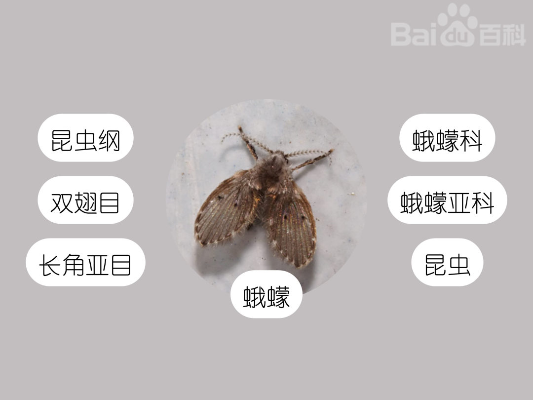 莫名出现的小飞虫都哪里来的？驱虫方法全在这里