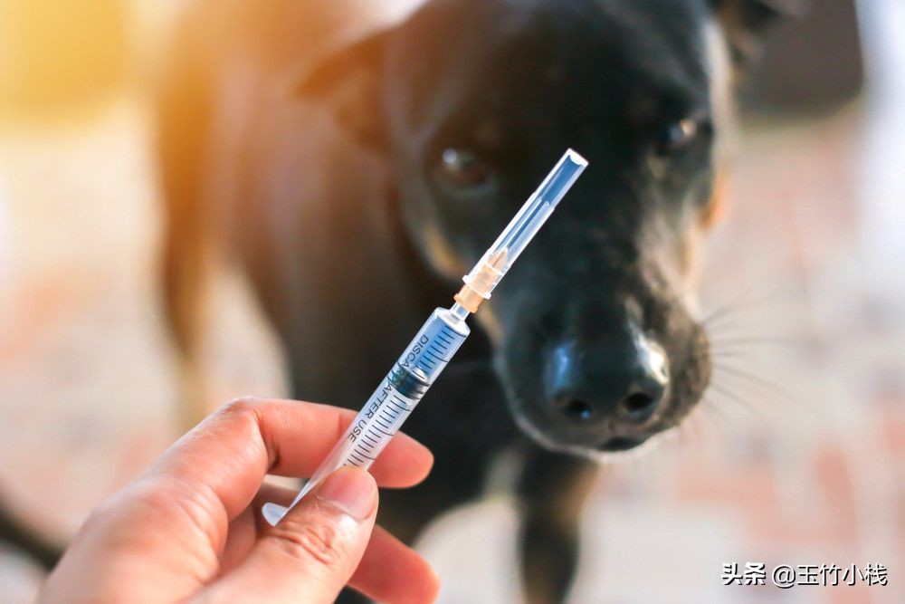 被人咬伤后要不要扎狂犬疫苗？