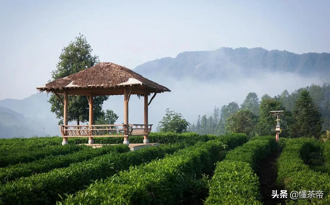 秋冬喝红茶养生，怎能错过这两款