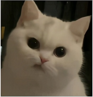 芝麻糊又出事了?噢别慌,说的不是南方黑芝麻糊