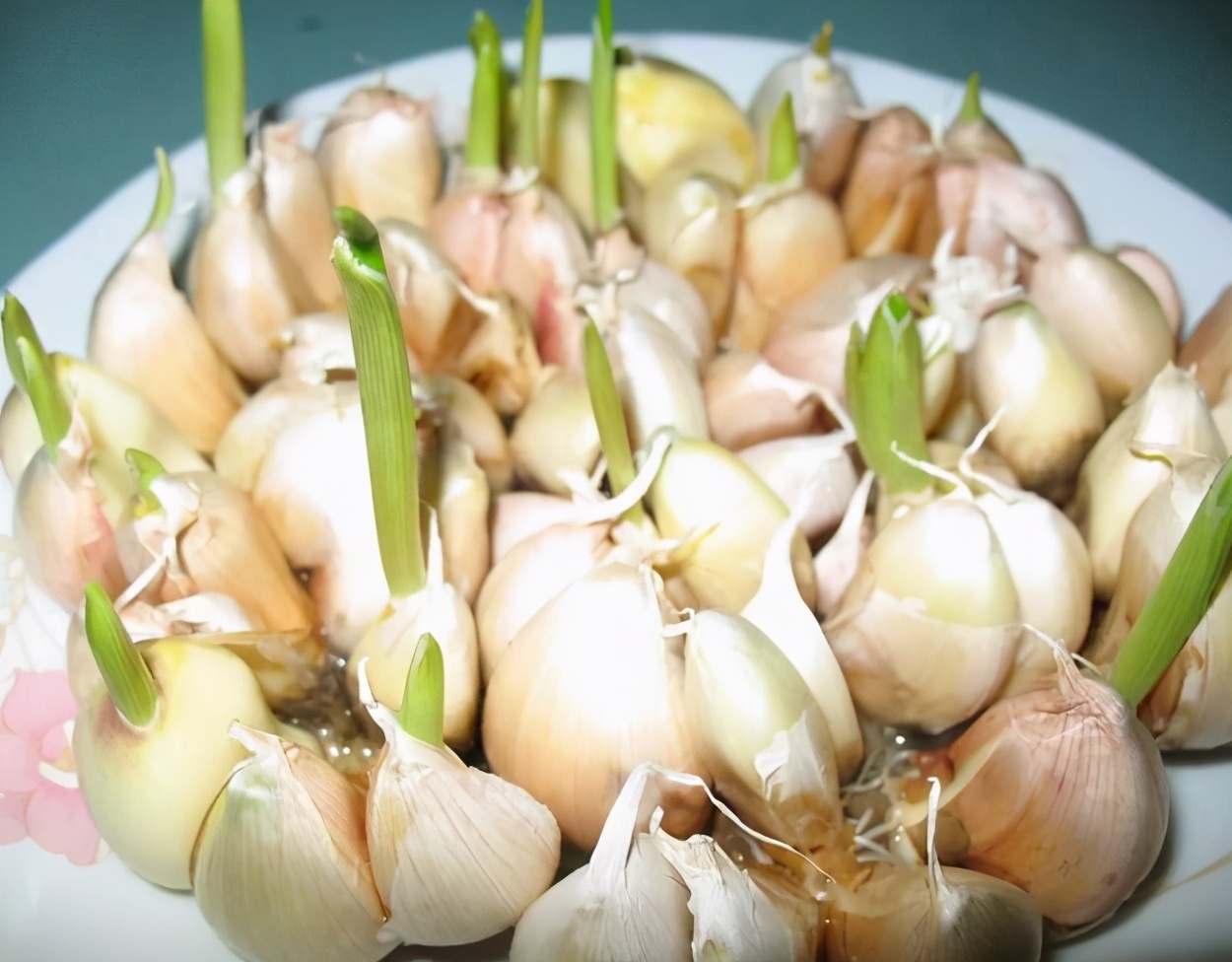 土豆、红薯、大蒜、生姜、花生,发芽了还能吃吗?以后别再乱吃了
