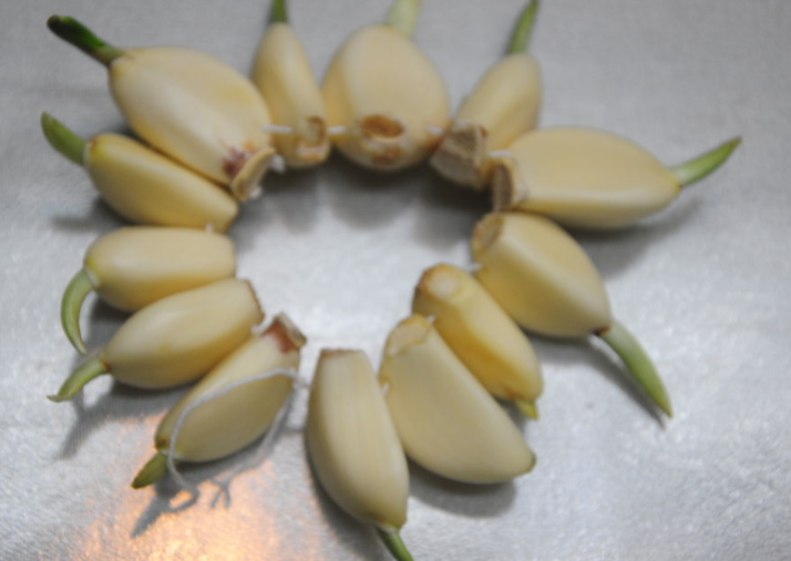 土豆、红薯、大蒜、生姜、花生,发芽了还能吃吗?以后别再乱吃了
