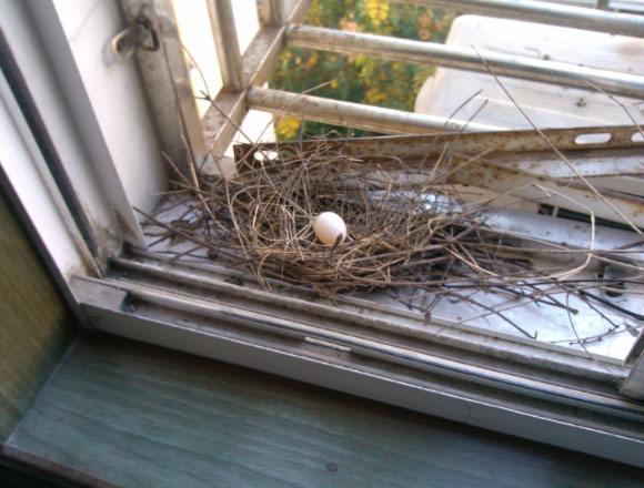 鸽子在男生宿舍阳台做窝下蛋