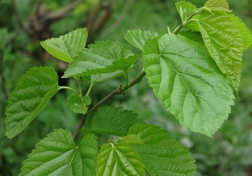 你试过用树叶泡茶吗？桑叶茶味道清香，可以降三高
