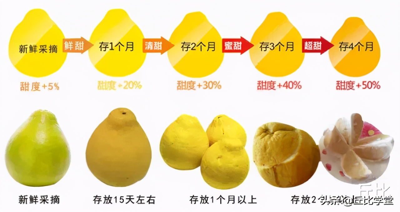 为什么刚采摘的沙田柚不可食,反而贮藏越久口感越佳
