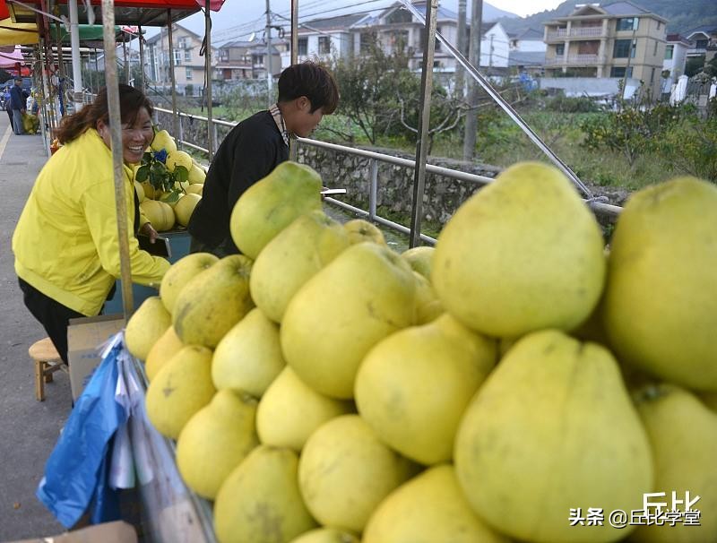 为什么刚采摘的沙田柚不可食,反而贮藏越久口感越佳
