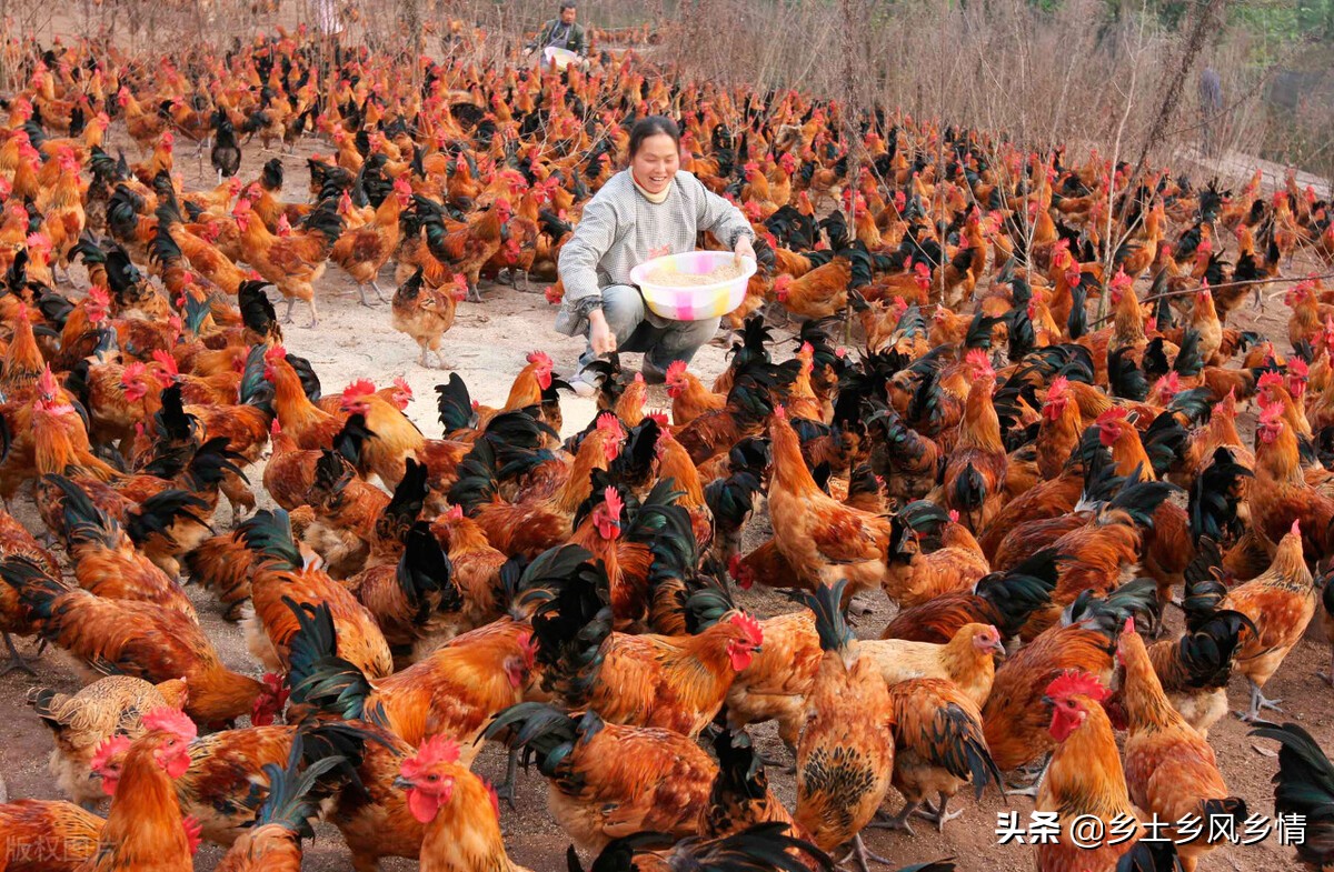 养鸡吃什么长得快