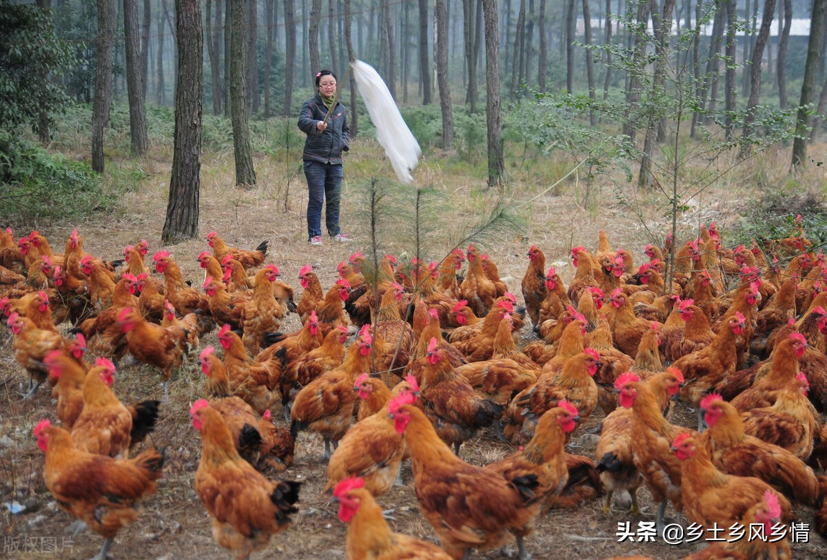 养鸡吃什么长得快