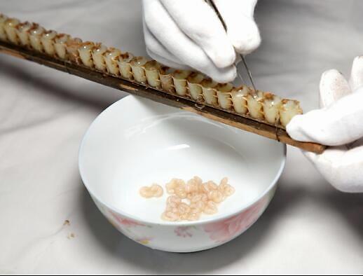蜂皇胎的功效,蜂王胎的功效作用