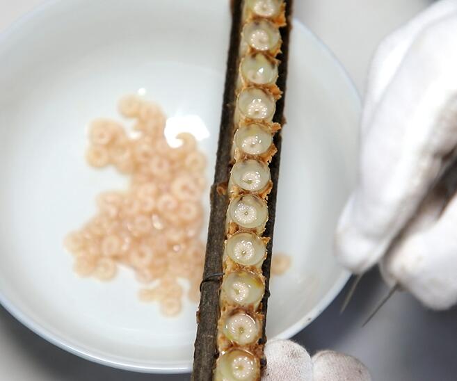 蜂王胎不能和什么一起吃?蜂王胎可以长期吃吗?