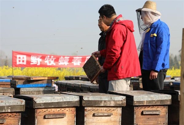 蜂王胎不能和什么一起吃?蜂王胎可以长期吃吗?