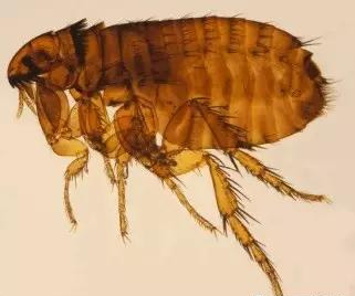 跳蚤的生物习性及危害