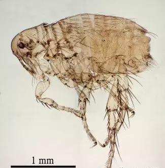 跳蚤的生物习性及危害
