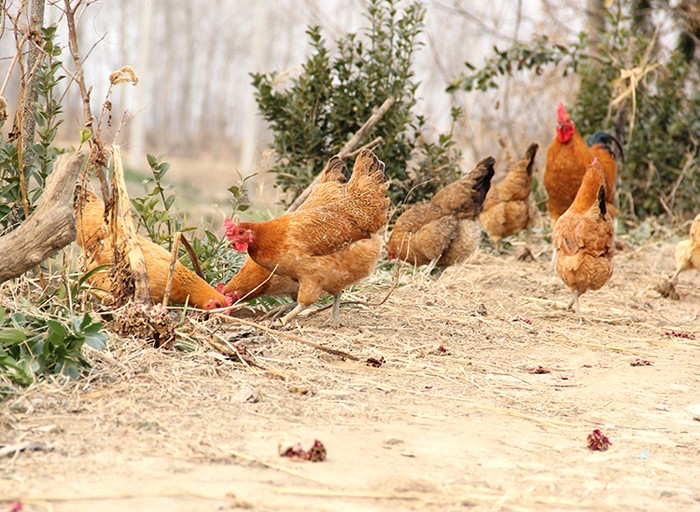湘黄土鸡品种介绍