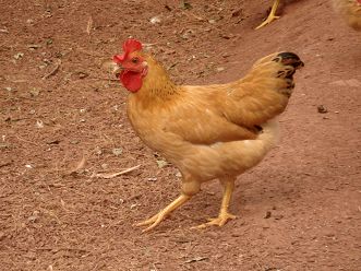 湘黄土鸡品种介绍