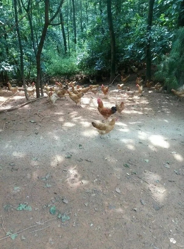 湘黄土鸡品种介绍